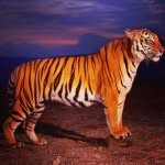 JoshVanHoose🐯 - @tigernight01 - Instagram