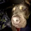 Josh Vann191 - @josh_ahhh - TikTok