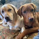 Josh Volz - @jvolz22 - Instagram