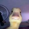 joshwalls1014 - @shuasbunghole - TikTok