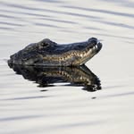 Josh Wasserman - @naturezenpics - Instagram