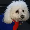 joshwasserman173 - @joshwasserman173 - TikTok