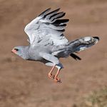 Josh Emanuel - @josh_wildlife.phothography - Instagram