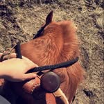 Josh Willms - @joshwillms28831 - Instagram