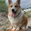 Josh Willms - @2_pyrenees_and_a_corgi - TikTok
