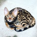 Josh Winningham - @zofi_the_bengal - Instagram