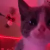 Josh Wirth - @jwirth.reacts - TikTok