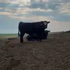joshuawynia - @joshuawynia - TikTok