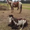 Joshua bates - @joshua.bates3 - TikTok