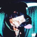 Joshua batson - @hercules_my_boi - Instagram