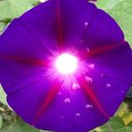Joshua Batson - @seeingisforgetting - Instagram