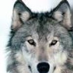 Joshua Baugh - @wolf_king_4557 - Instagram