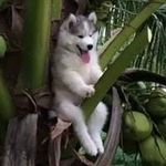 Joshua Baumgartner - @blanx_gg - Instagram