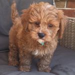 Joshua Baxter - @joshua_baxter04 - Instagram