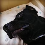 Joshua Baxter - @joshuabaxter86 - Instagram