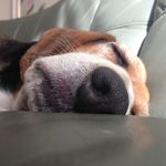 JOSHUA beagle - @nanaho.y_._._ - Instagram
