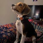 Joshua Beagle - @joshua_beagle.cl - Instagram