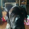 joshua beagle - @vlogestamama - TikTok