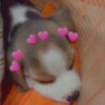 Joshua the beagle🐶 - @mylifeasjoshua - Instagram