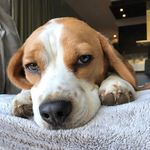 Joshua The Beagle 🐾 🐶 - @joshuathebeagle - Instagram