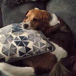 Joshua the best boy - @joshua_the_beagle - Instagram