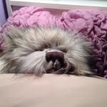 Joshua Bear - @_joshuabear_ - Instagram