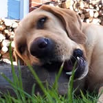 Joshua Bode - @bode_j0shua - Instagram