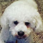 Joshua Bodey - @joshuabodey - Instagram