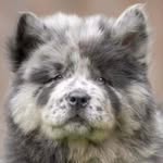 Joshua Bold - @row_row_the_chow_chow - Instagram