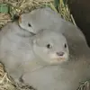 joshuaboyes369 - @otterlover858 - TikTok