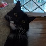 Joshua button - @buttonjrjoshua - Instagram