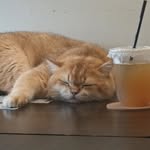 Joshua Chua - @joshers7895 - Instagram