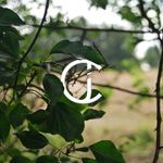 Joshua Collier Photography - @joshuacollierphotography - Instagram