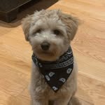@joshua._cordeiro - Instagram