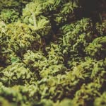 Joshua Dame - @weedplug656 - Instagram