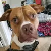 my pup MOOSE - @joshuadeyo - TikTok