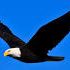 Joshua Eagle - Facebook