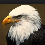 @joshua_eagle - Instagram