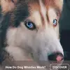 joshuaferan - @joshuaferan - TikTok