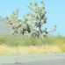 Joshua Forest Parkway Of Arizona - Facebook