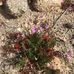 Joshua Tree Forest - Facebook