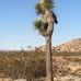 Joshua Tree National Forest - Facebook