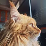 Josh 🐱🧡 - @joshua.ginger_ - Instagram
