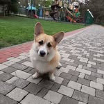 Joshua Ginger - @george_arvel - Instagram