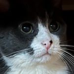 Joshua Howells - @red_blue1334 - Instagram