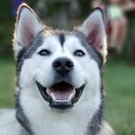 Joshua Huskey Baker - @husky15545 - Instagram