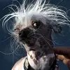 joshuajames4382 - @joshuajames22367 - TikTok