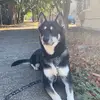 joshuazakaras138 - @joshuazakaras138 - TikTok