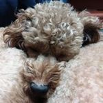 김솔민 - @joshuakipper0929 - Instagram