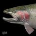 Fish Art by Joshua Knuth - Facebook